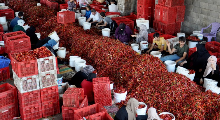Gaziantep'ten 60 ülkeye, 5 milyon dolarlık pul biber ihracatı