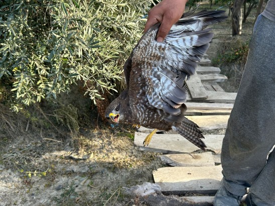Yaralı şahin tedaviye alındı