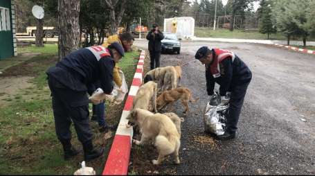 Edirne jandarmas sokak hayvanlarn yalnz brakmad