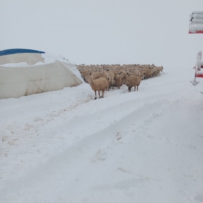 Üzerindeki karın ağırlığını taşıyamayan çadır çöktü, 8 koyun öldü