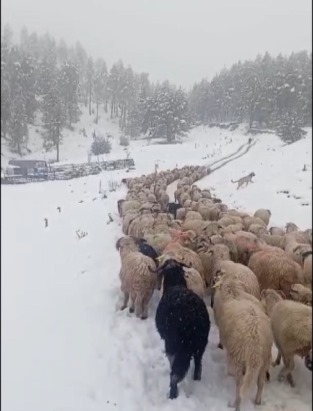 Ordu'da yoğun kar, çobanlara ve sürüye zor anlar yaşattı