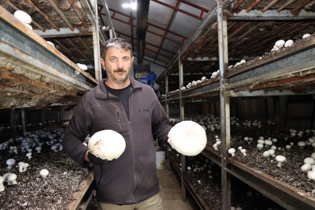 Metropol hayatını bıraktı, memleketinde mantar üretim çiftliği kurdu