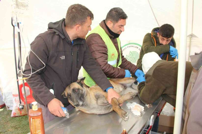 Depremde yaralanan hayvanlar için tedavi merkezi kuruldu - Adyaman haber