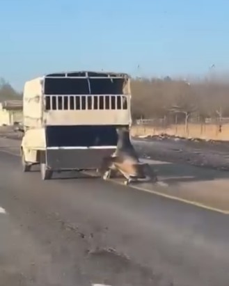 Kamyonetin arkasına bağladığı atı dakikalarca sürükledi; o anlar kamerada