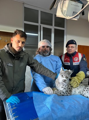 Van'da bulunan vaşak tedaviye alındı