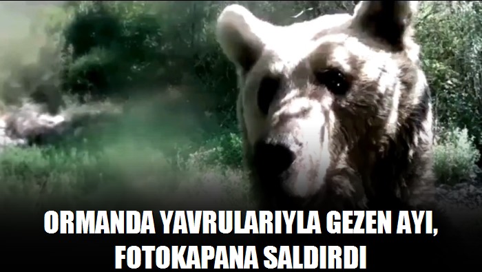 Ormanda yavrularıyla gezen ayı, fotokapana saldırdı