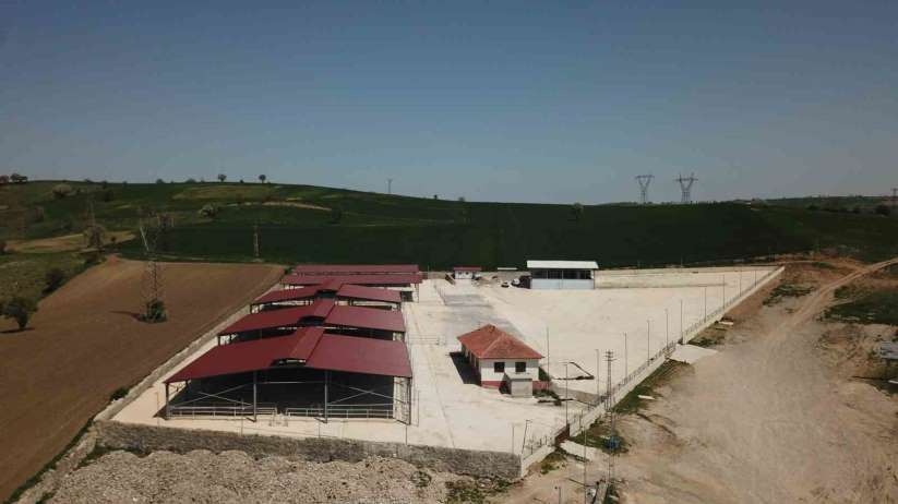 Havza Canl Hayvan Pazar tedbiren kapatld - Samsun haber