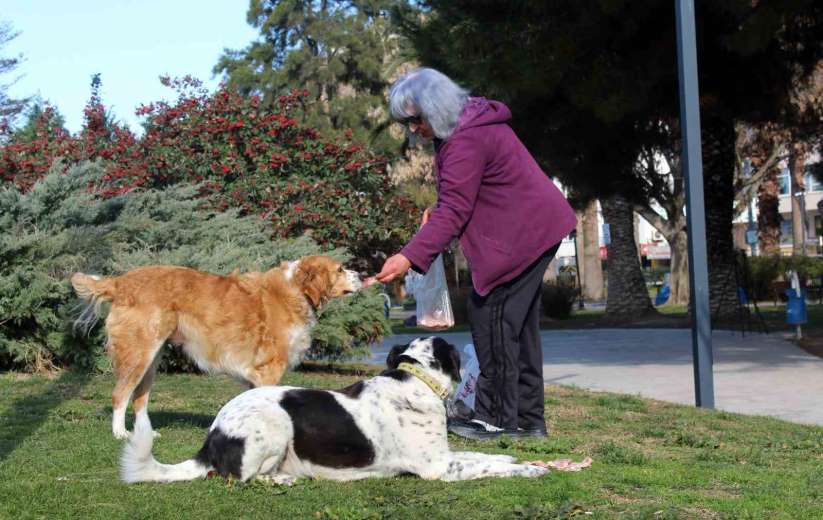 Her gün yaad bölgedeki sokak hayvanlarn besliyor - Sinop haber