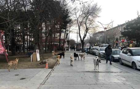 Erzincan'da hayvan barna, sosyal medyaya düen görüntülerle gündem oldu