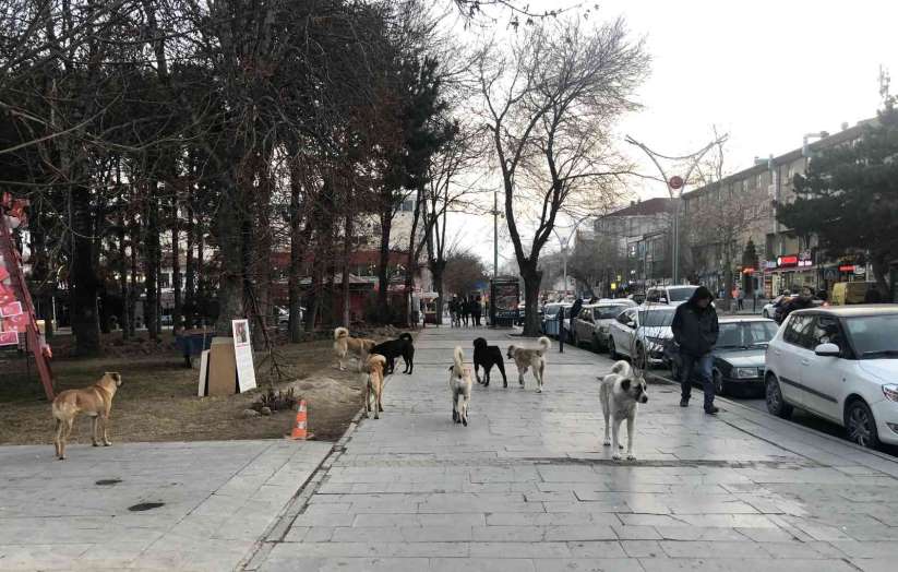 Erzincan'da hayvan barna, sosyal medyaya düen görüntülerle gündem oldu - Erzincan haber