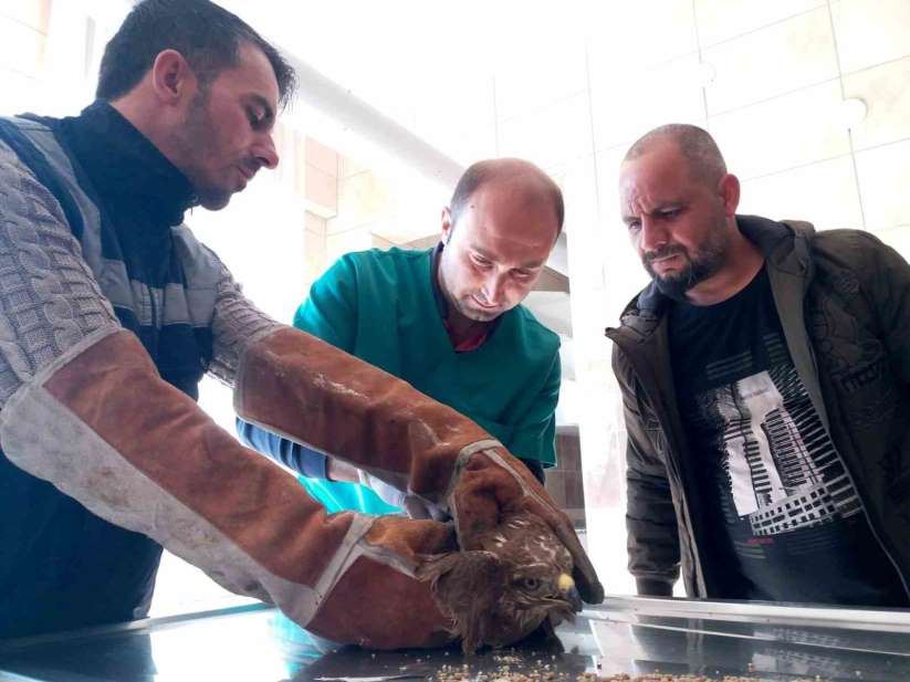Manisa'da yaral kzl ahin tedavi altna alnd - Manisa haber