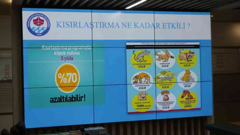 Trabzon'da babo köpeklerle topyekün mücadele için harekete geçildi - Trabzon haber