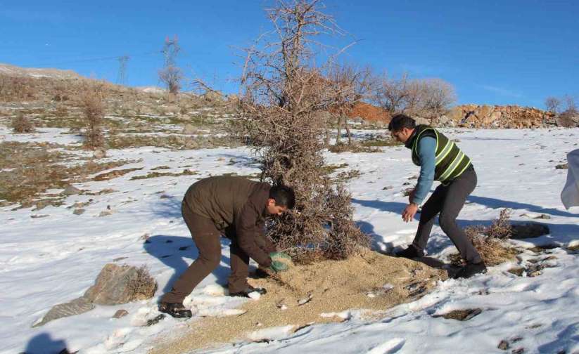 Siirt'te yaban hayvanları unutulmadı, birçok noktaya yem bırakıldı