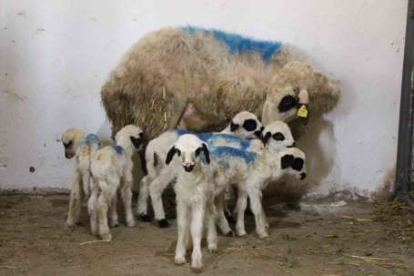 Amasya'da koyun altz yavrulad